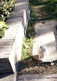 媚欢乔亦暖宋景和by木三观